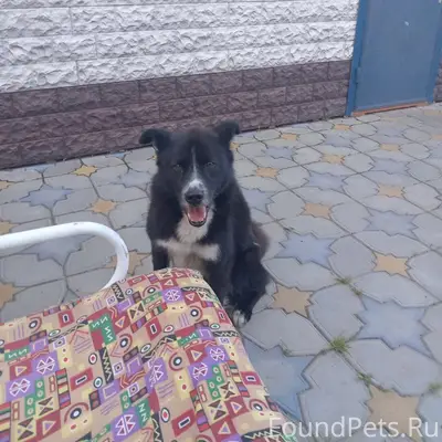 Пропала собака!
Зовут Амур.
Убежал с...