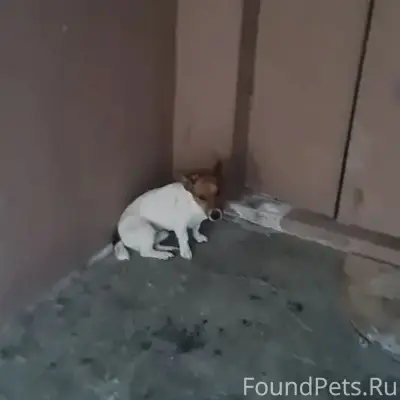 В 7:30 нашли собаку возле...