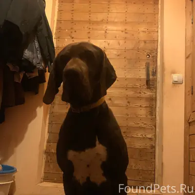 Найдена собака’чья потеря,разыскиваем хозяев,найден...