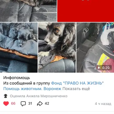 Найдена собака , ухоженная , с ошейником ногти...