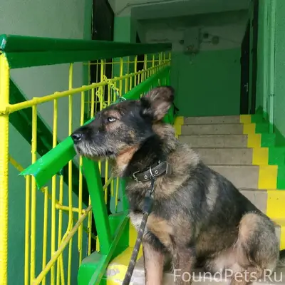 Пропала собака по кличке "Малыш"
Пошла...