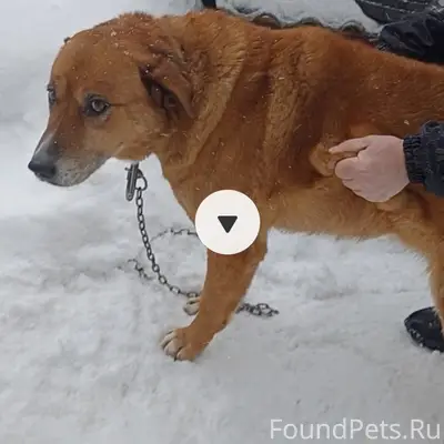 🆘🆘🆘🆘🆘🆘🆘🆘
С ул. Школьная убежала собака...