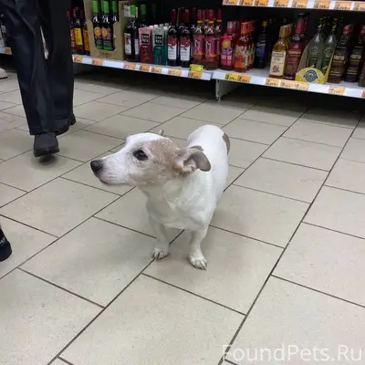 21 февраля 17:40
Найдена собака...