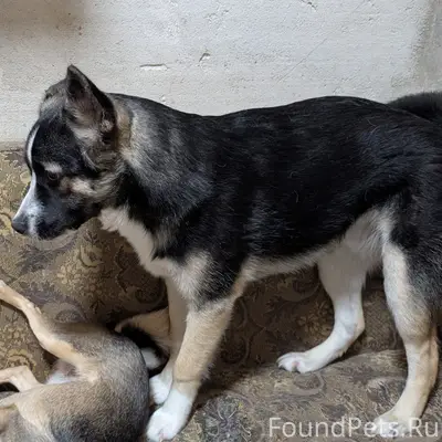 Здравствуйте!
Пропала собака на Южном, в...