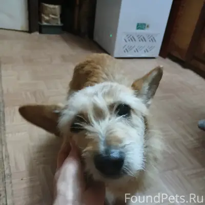 Добрый вечер! Прибилась собака. Район Нижняя...