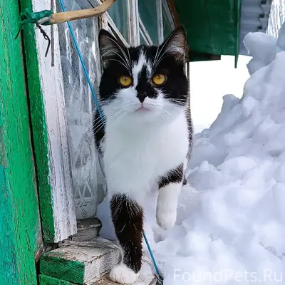 Пропал кот в районе ПМК-фаворит...