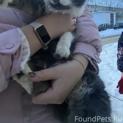 Добрый день. Найдена кошка, совсем молодая...