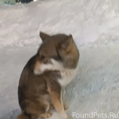 🚨 Найдена собака! 🚨

На повороте...