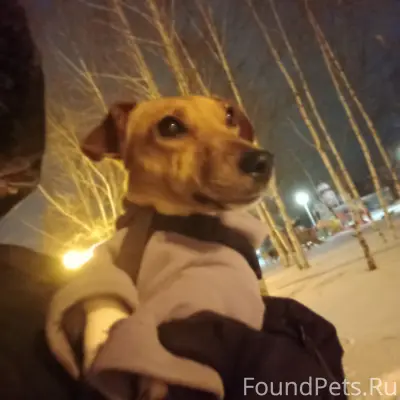 Найдена собака в 8 мкрн возле...