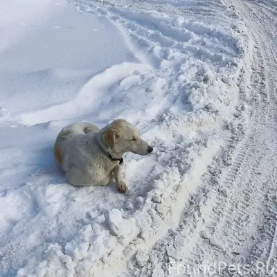 Уже недели 3 (включая жуткие морозы...