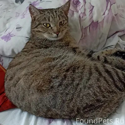 Пропала кошка в хиве, на шее...