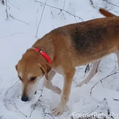 ВНИМАНИЕ! ПРОПАЛА СОБАКА!
Пропала русская гончая...