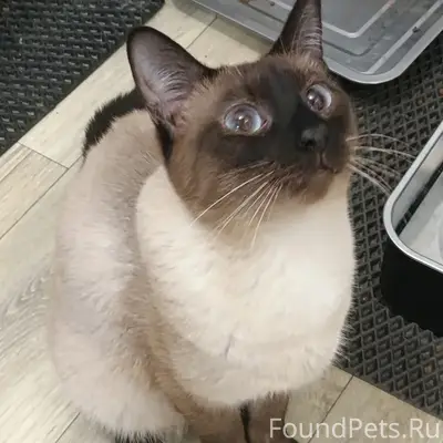 Ищут дома молодые котики и кошечка...