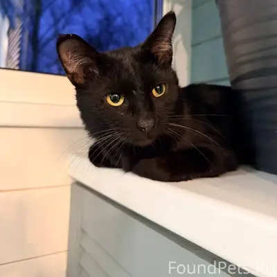 Ласковый, добрый, совершенно черный кот с...