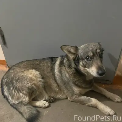 Помогаю информационно!
Найда после смерти хозяев...