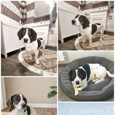 Маленького пëсика Жорика просят срочно забирать...