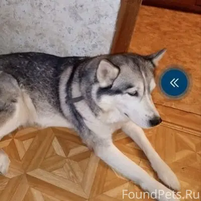 #пропало
Потерялась собака, Хаски. Отзывается на...