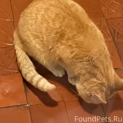 Найдена кошка.
Кот, рыжий,  на улице...