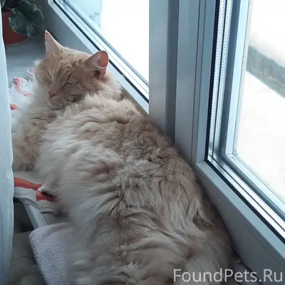 Пропал внезапно примерно 16.02 рыжий...