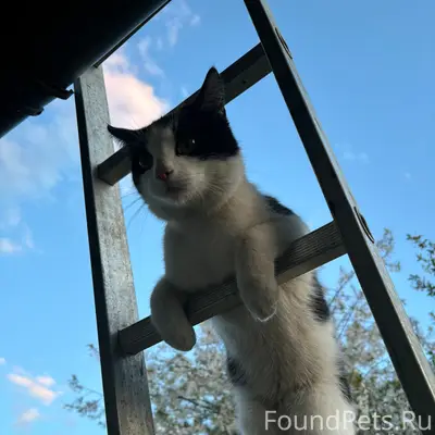 Пропал кот.Район церкви 1 мая...