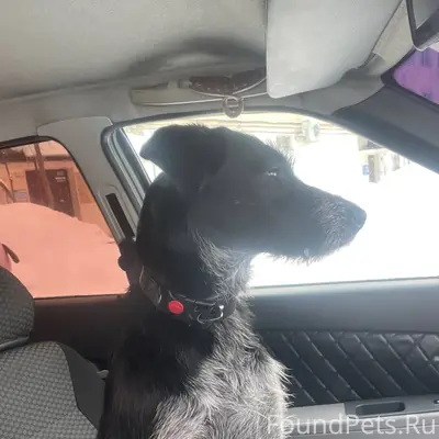 Предположительно породы дратхаар, в районе улицы...