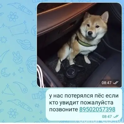 20 февраля вечером на Алтайке убежал...