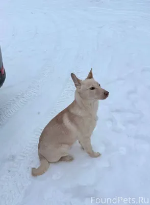 Найдена собака. Пришла из Азино в...