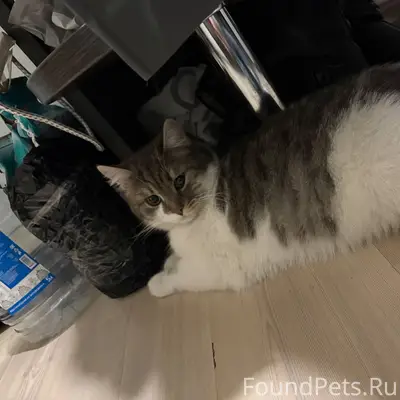 Найден кот в подъезде макаренко 4а...