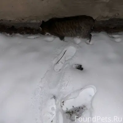 Найден кот, домашний, бегает около 48...