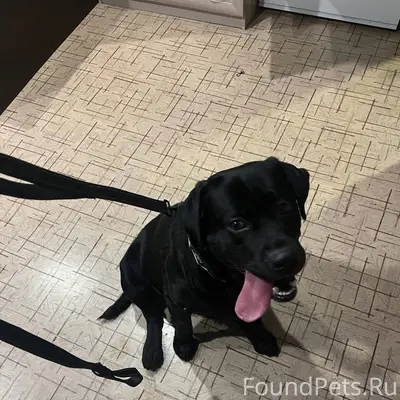 Найдена собака, кобель, на вид домашняя...