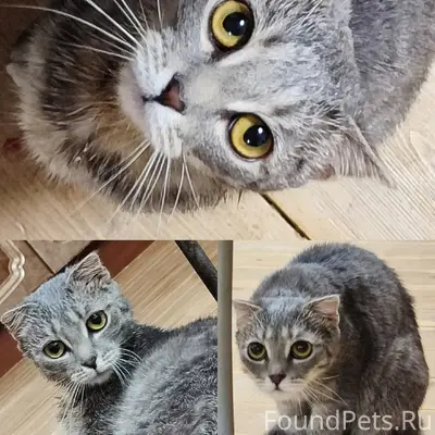 Найдена кошка в районе Старшей школы...