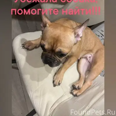 ПОТЕРЯЛАСЬ СОБАКА! 
Пос. Мехзавода, 19.02...