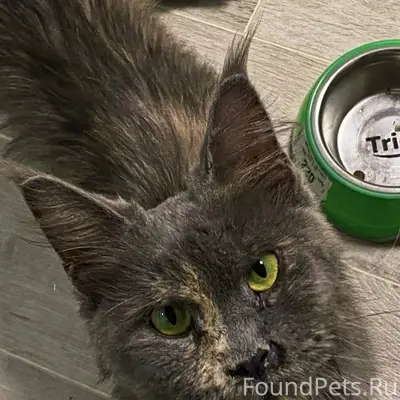 Предположительно мейн-кун, очень худая, с...