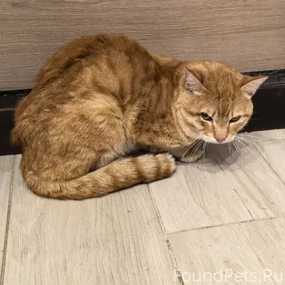 Чья потеряшка ?Найдет кот  на Школьной...