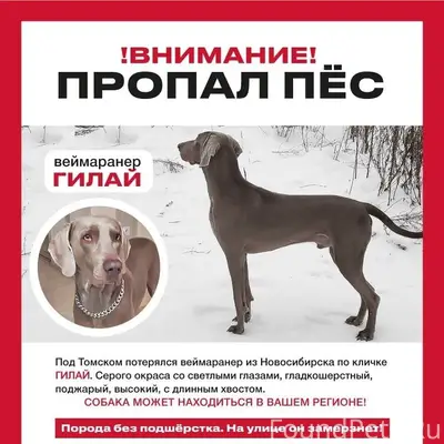 Розыск!
По всем городам!

Веймаранер из...