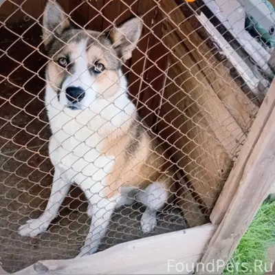 Убежал пёс по кличке
Цезарь. В...