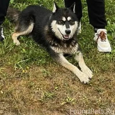 Пропали собаки лайка и хаски , клички...