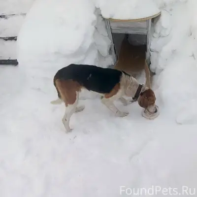 Найдена собака 🐕 Прибежала 20.02...