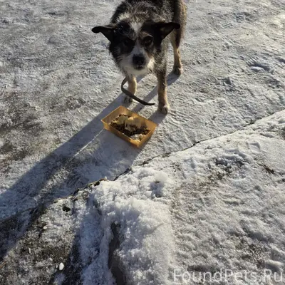 Сегодня на Власихинское кладбище найдена собака...