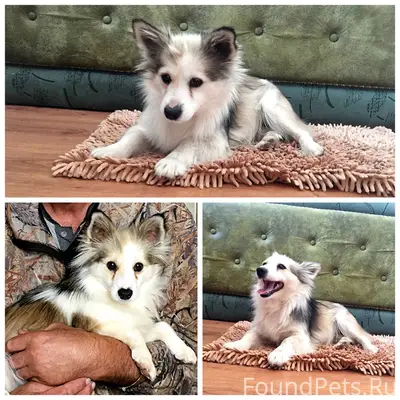 ❗️ПОТЕРЯЛАСЬ СОБАКА, просим вернуть за хорошее...