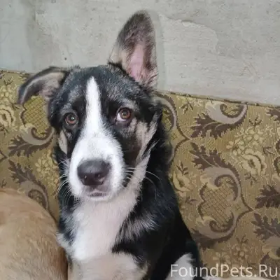 Пропала собака, мальчик,зовут Миша, на...