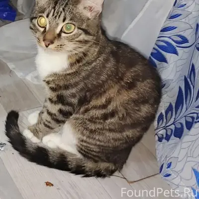 Здравствуйте. Пропала кошка с Богдана Хмельницкого...