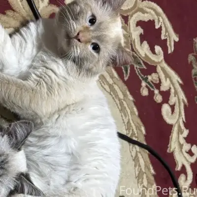 Потерялся кот, окрас рыжий, ред-поинт...