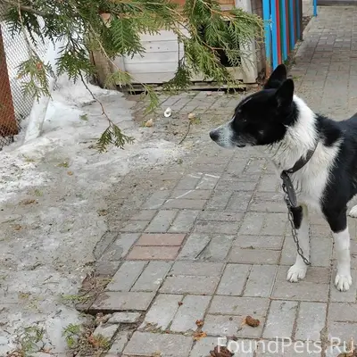 Пропал Рокки, лайка, Тарка