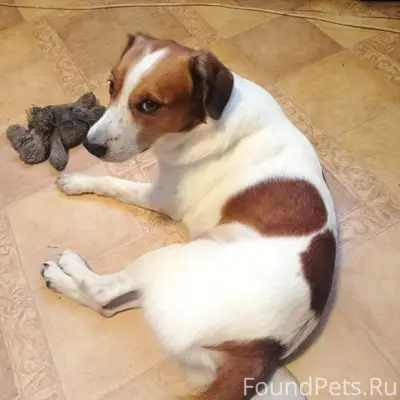 Пропал пёс Пятныш