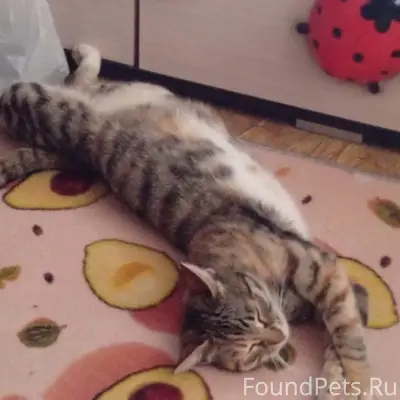 Пропала кошка Бабуся, Черёмушки