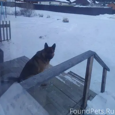 Пропала немецкая овчарка Салли, Улан-Удэ