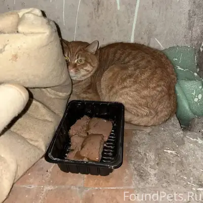 Найден рыжий котик, Зеленоград