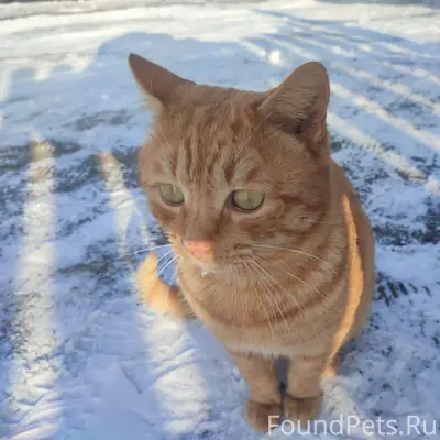 Пропал рыжий кот, район Б. Окуловской школы