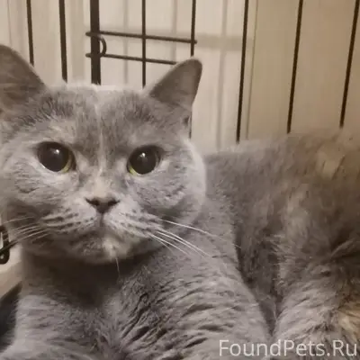 Найдена кошка, похоже, британка, Верхняя Пышма